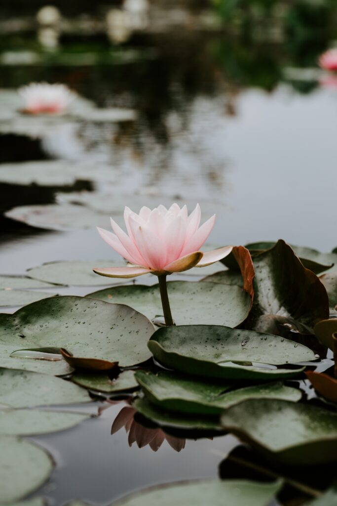 Serene Pink Lotus Wallpaper: Tranquil Nature Background