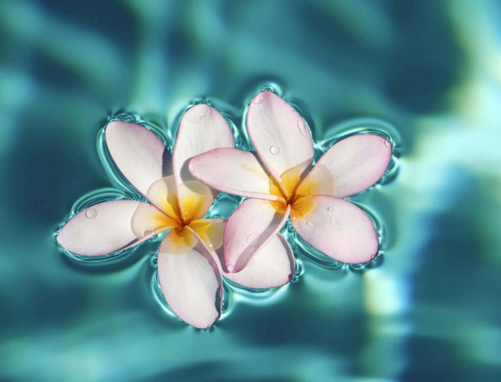 Serene Plumeria Blossoms on Shimmering Water | Calming Background Wallpaper