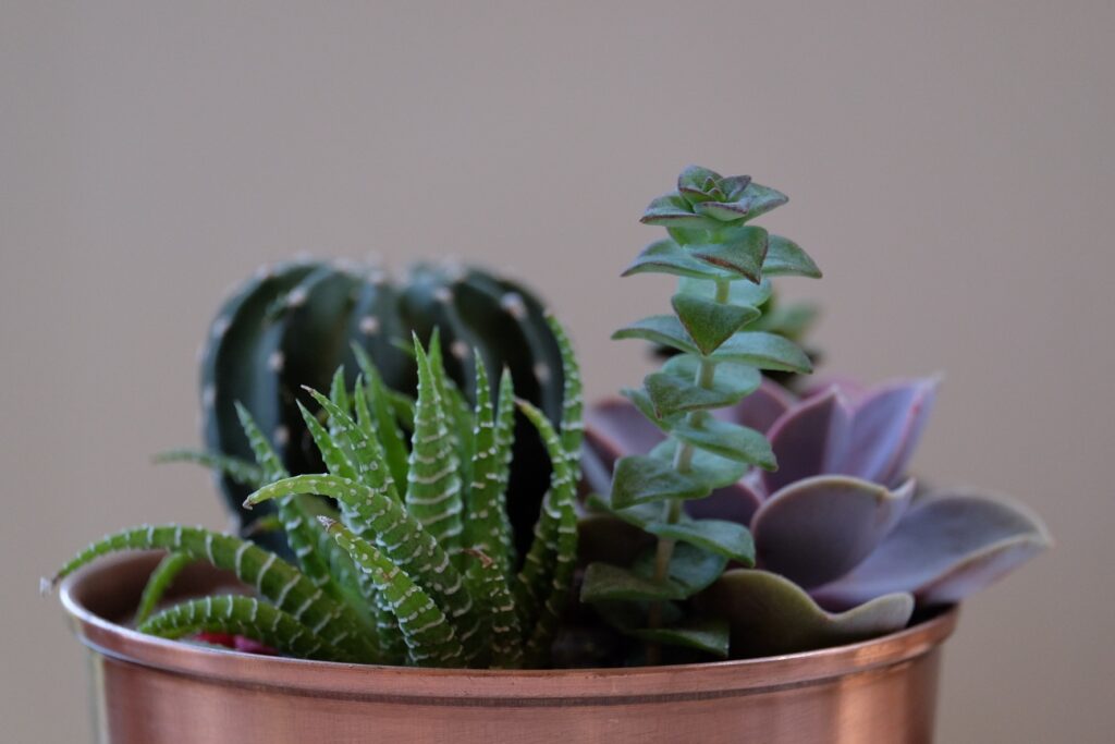 Serene Succulent Varieties Wallpaper for a Calming Home Aesthetic