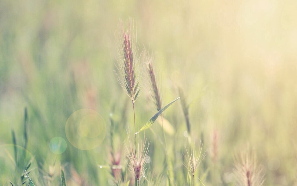 Calming Serene Wallpaper: Tall Grass & Soft Sunlight Background