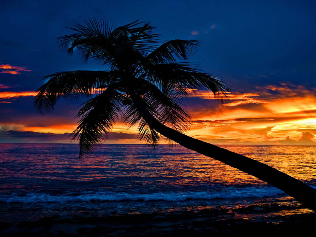 Calming Tropical Sunset Wallpaper with Palm Tree Silhouette