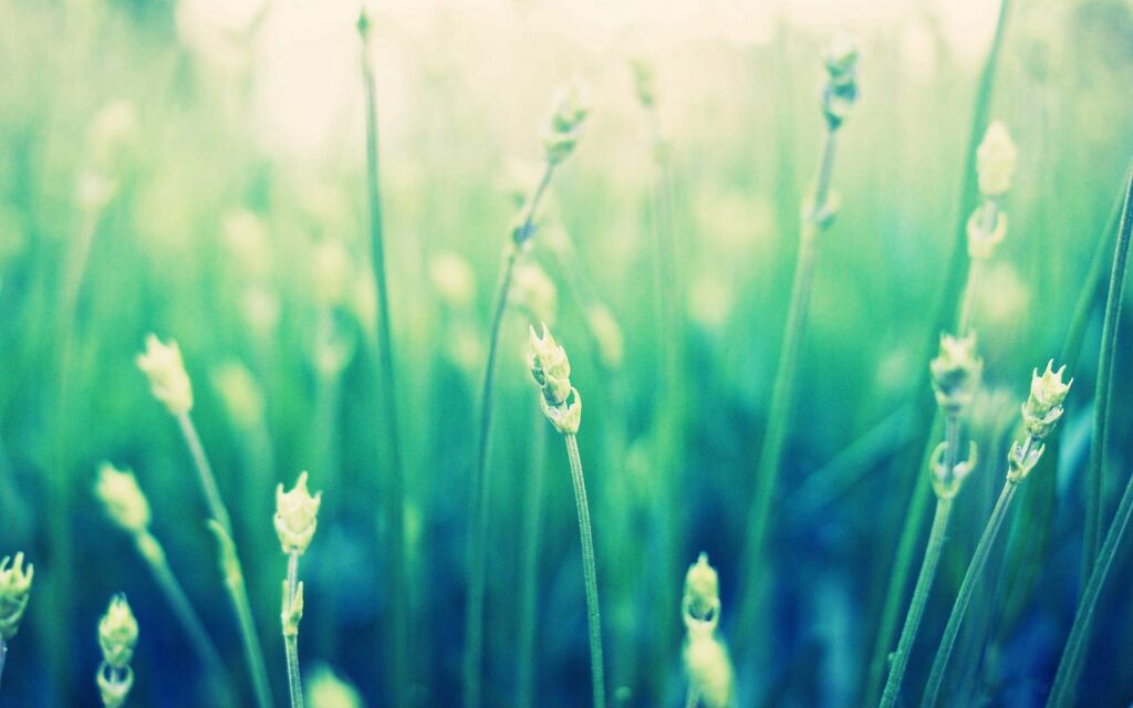 Serene Green Grass Wallpaper: Calming Blurred Field Background