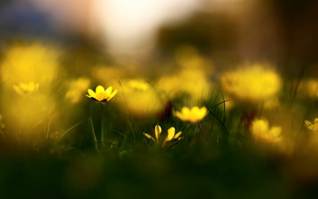 Serene Yellow Wildflower Wallpaper: Calming Grass Background