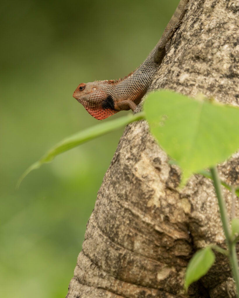 Calotes Lizard on Tree Trunk: Nature's Serene Wallpaper Background