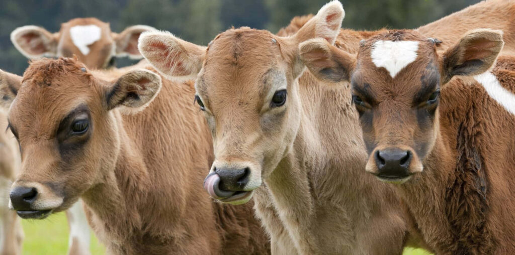 Serene Farm Scene: Young Brown Calves Amidst Lush Greenery Wallpaper