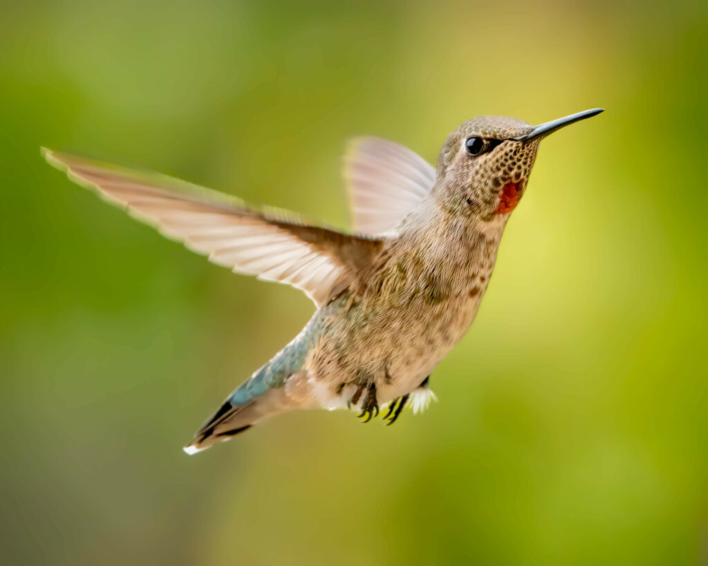 Graceful Calypte Anna Hummingbird Wallpaper with Soft Green Background