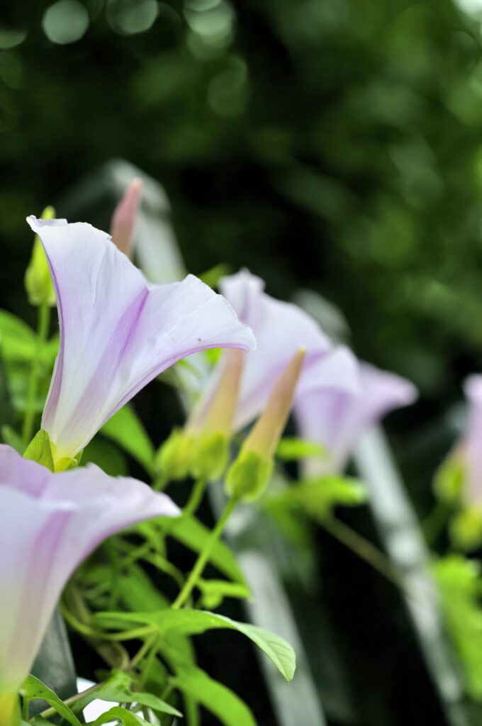 Serene Calystegia Flowers on Green Background - Nature's Elegance Wallpaper