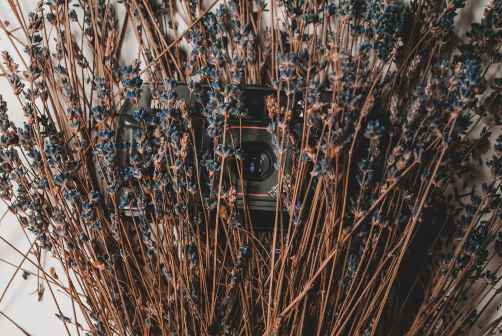 Camera Among Lavender: Rustic Floral Background Wallpaper