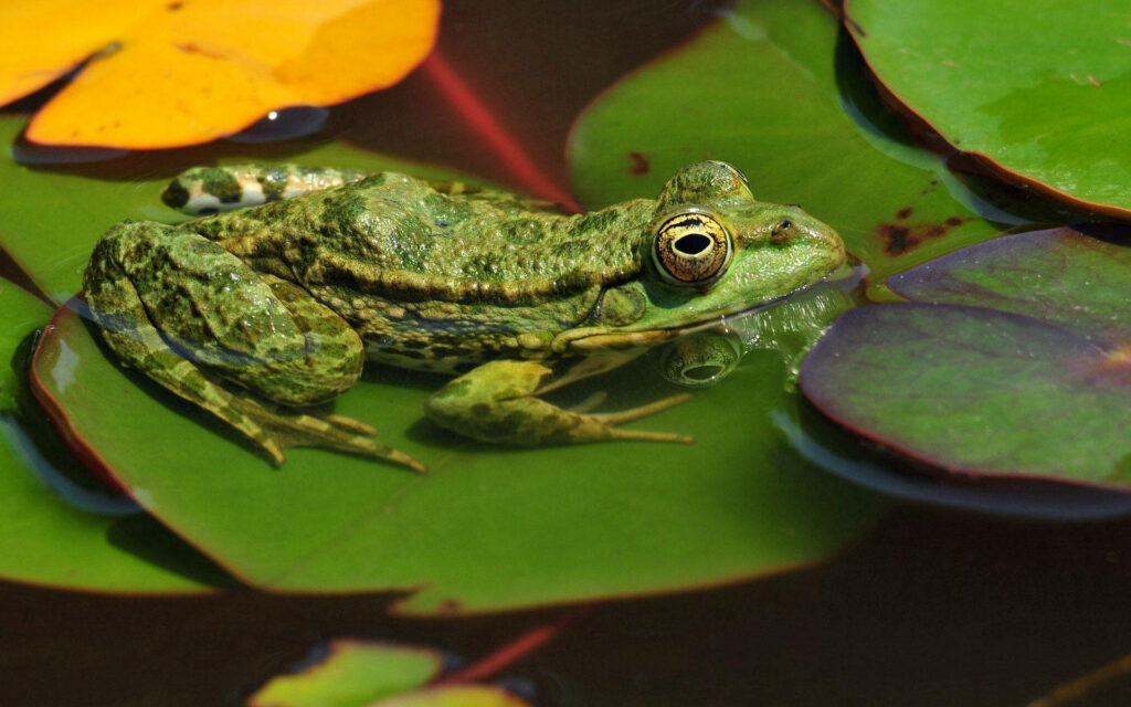 Swamp Serenity: Camouflage Frog on Lily Pad Wallpaper