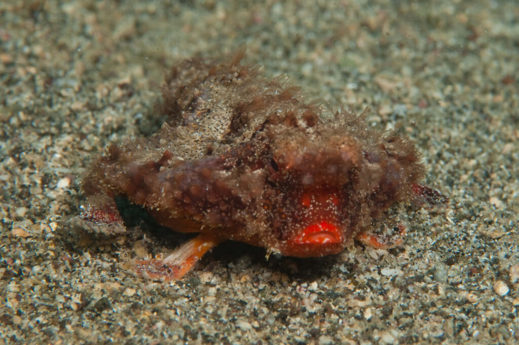 Camouflaged batfish blending with sandy seabed showing unique texture and coloration Wallpaper