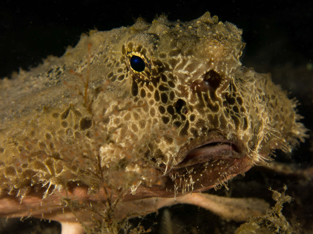 Camouflaged batfish blending with coral reef textures underwater marine wallpaper background
