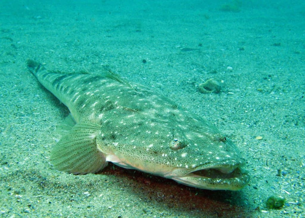 Flathead fish camouflaged on sandy seabed with mottled skin and alert eyes underwater wallpaper