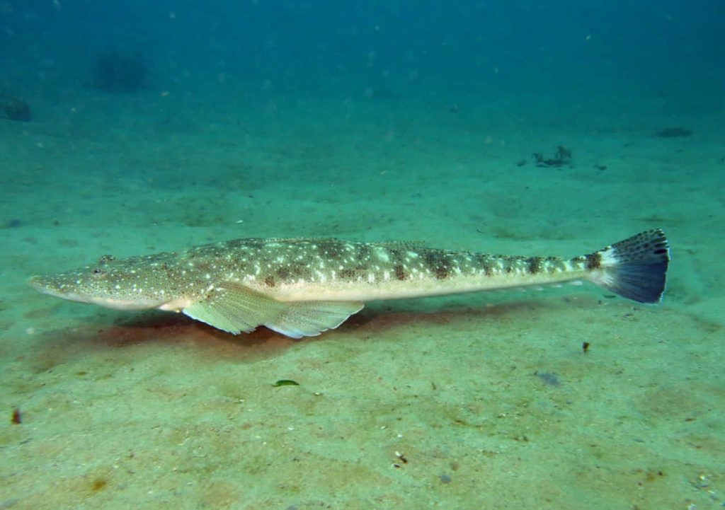 Flathead fish camouflaged on sandy seabed in serene underwater marine life scene wallpaper background