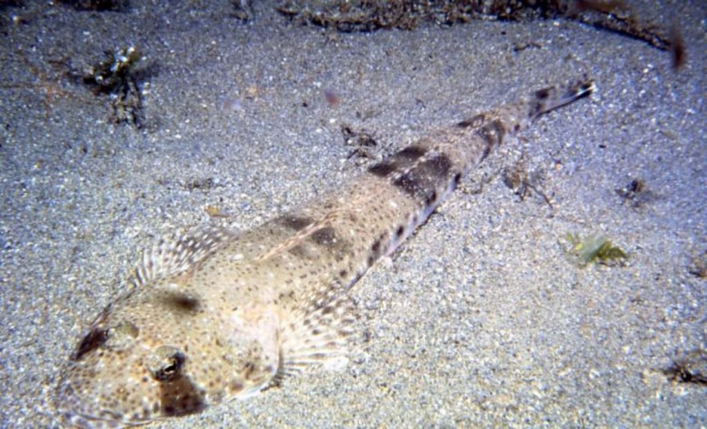 Camouflaged flathead fish resting on sandy seabed high-angle underwater predator in ocean habitat Wallpaper