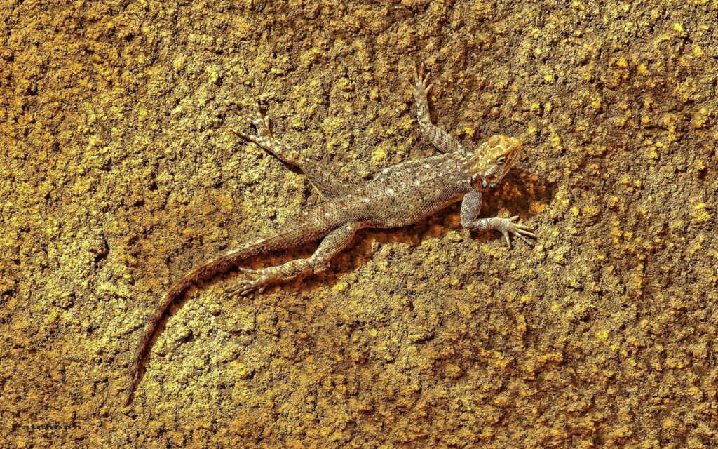 Lizard Camouflage Wallpaper: Earthy Colors on Textured Background