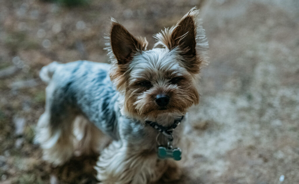 Candid Outdoor Yorkshire Terrier Wallpaper: Fluffy Fur & Alert Ears