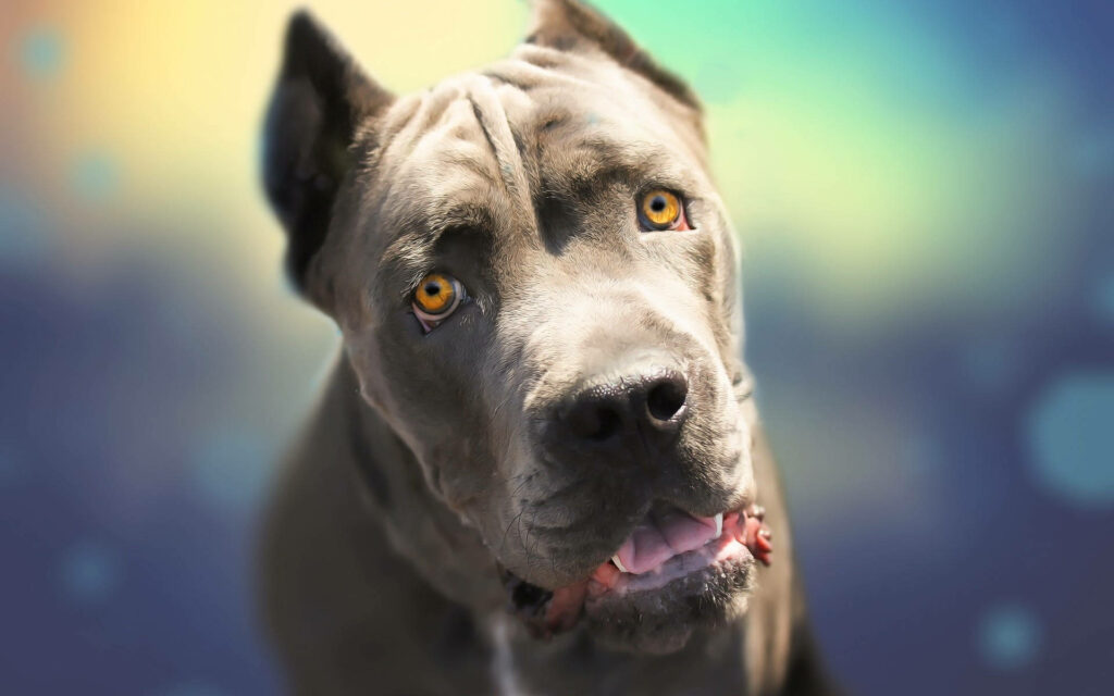 Cane Corso dog with brown eyes and muscular build on colorful soft bokeh background wallpaper