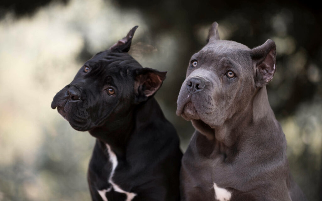 Two Cane Corso dogs black and brown muscular build expressive eyes high resolution wallpaper