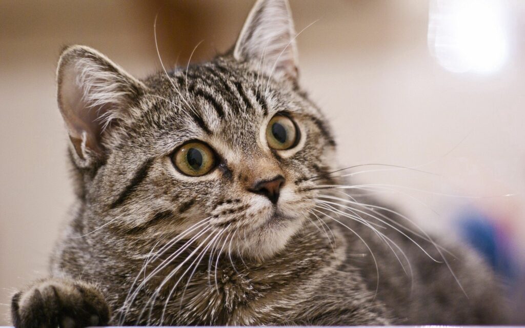 Captivating Cat Wallpaper: Expressive Eyes & Intricate Fur Details