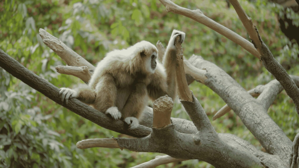 Gazing Gibbon: Mesmerizing 4K Jungle Portrait of a Monkey Perched Amidst Tree Branches Wallpaper