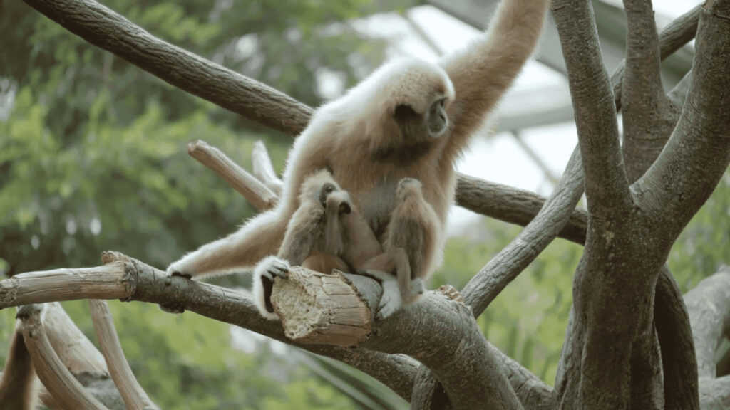 Backwards-Gazing Primate: A Stunning 4K Gibbon Image in the Wilderness Wallpaper