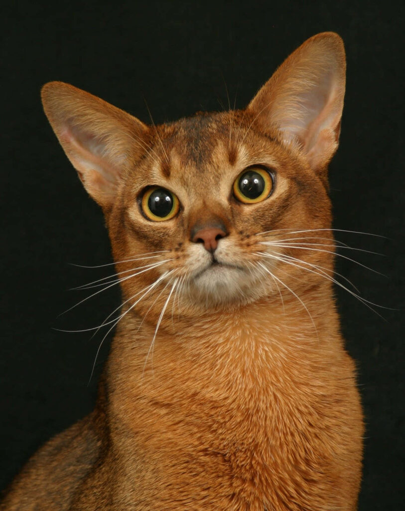 Abyssinian Cat Wallpaper: Golden-Brown Fur & Expressive Eyes