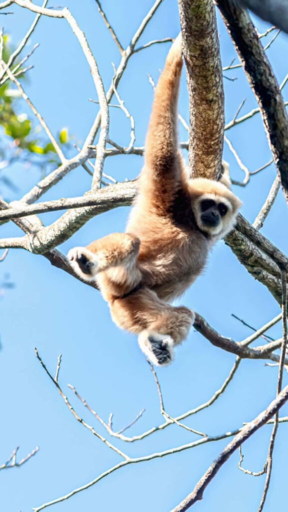 Skybound Acrobatics: Capturing the Graceful Lar Gibbon in Action Wallpaper