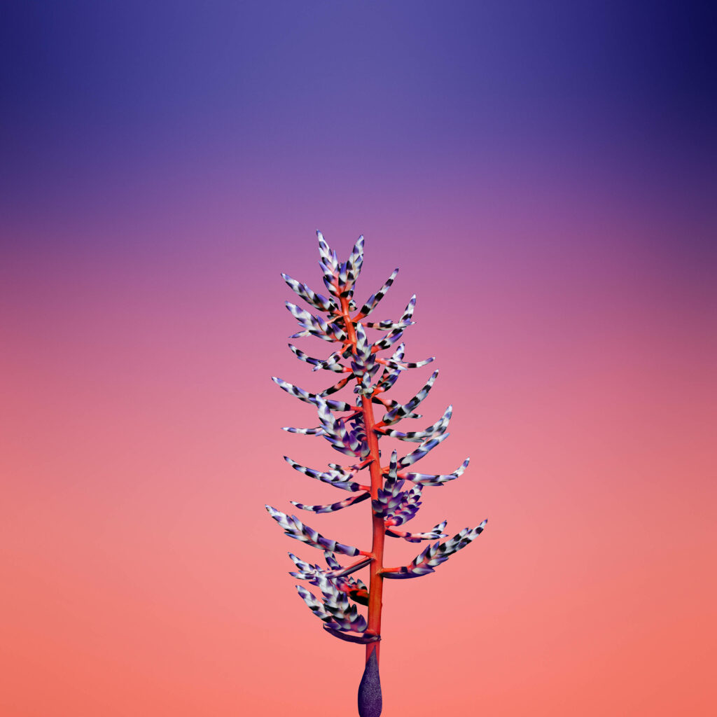 Aechmea Flower Captured in Stunning HD for iOS 11 Background Wallpaper