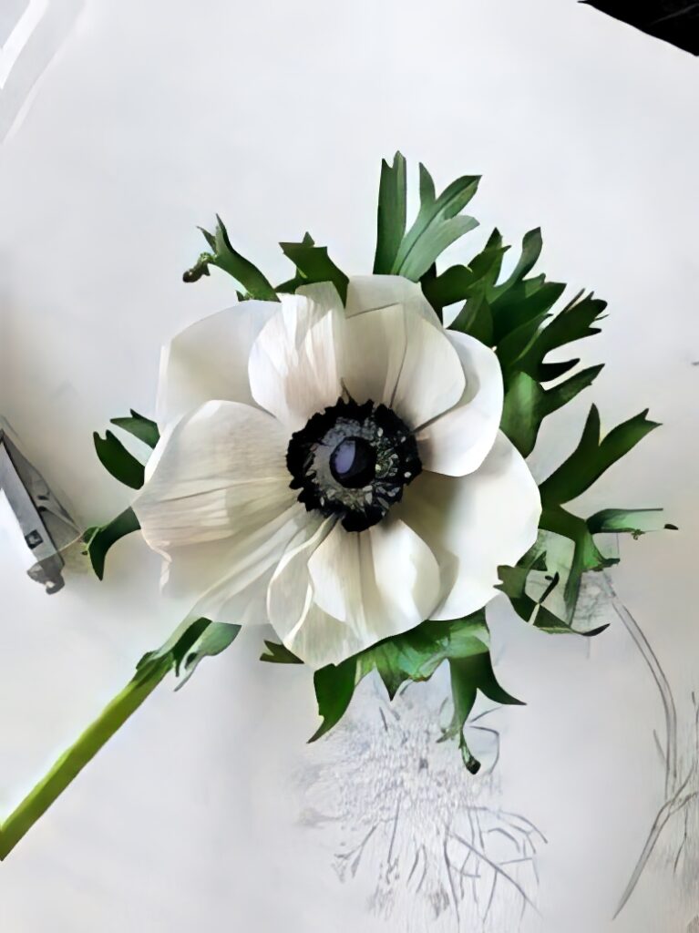 Delicate Anemone Flower Wallpaper with Soft Background