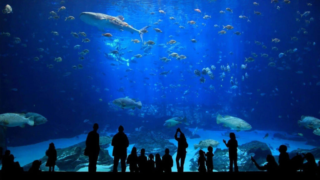 Awe-Inspiring Aquarium Silhouettes: Majestic Fish in Deep Blue Wallpaper