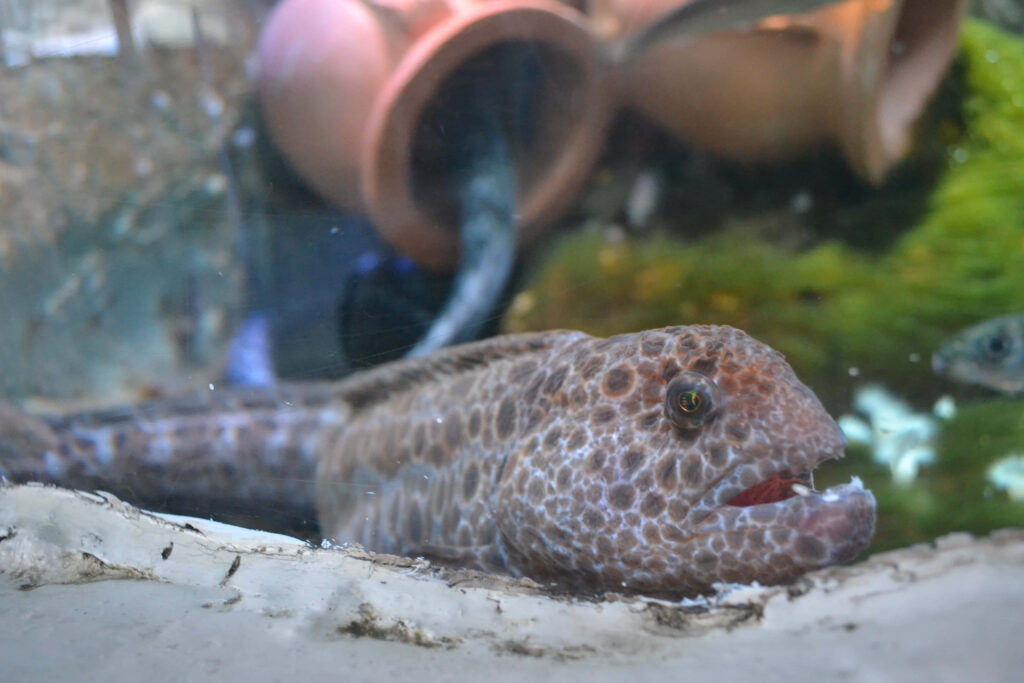 Captivating Aquarium Wallpaper: Unique Eel Close-Up in Natural Habitat