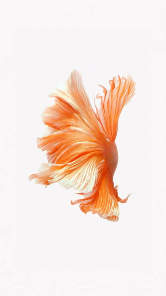 Enchanting Betta Brilliance: Captivating Iphone 6s Live Background showcasing the Backside of a Swimming Betta Fish Wallpaper