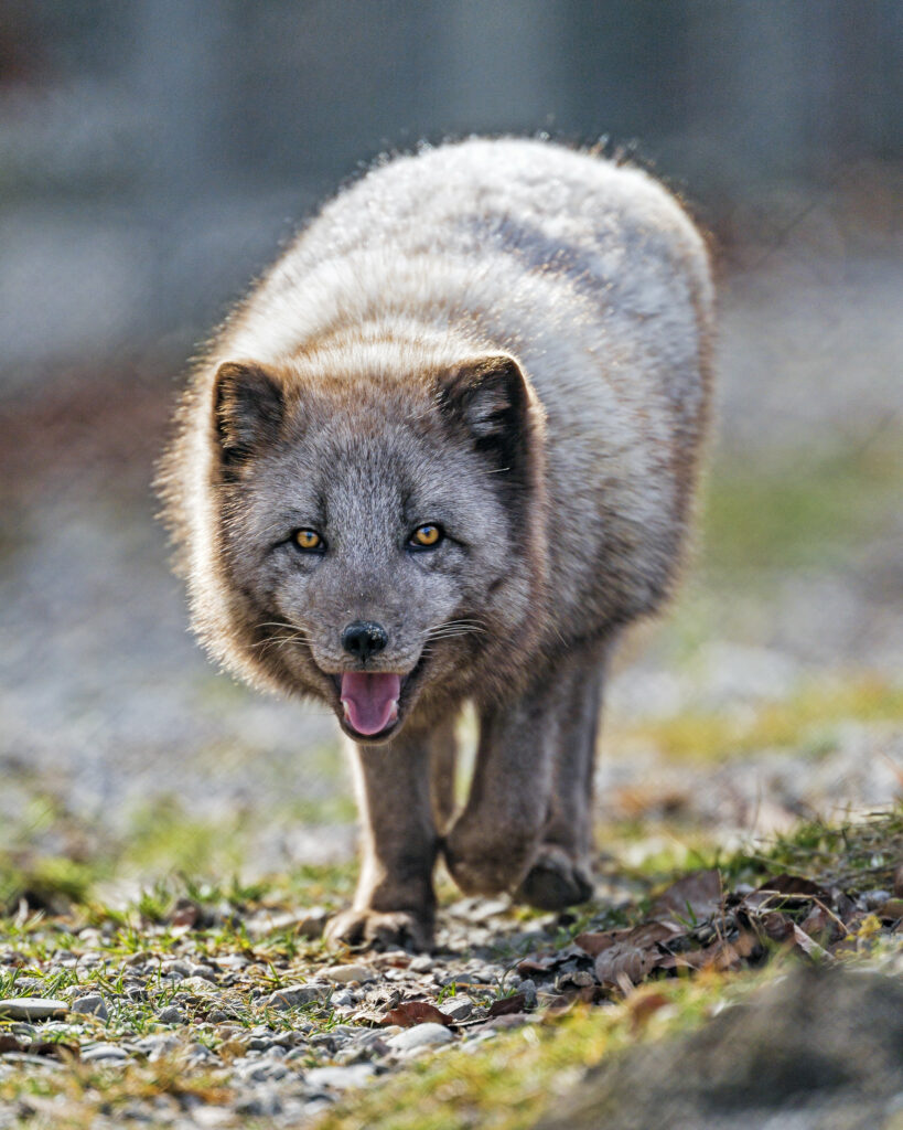 Captivating Arctic Fox Close-Up: Fluffy Fur & Playful Expression Wallpaper