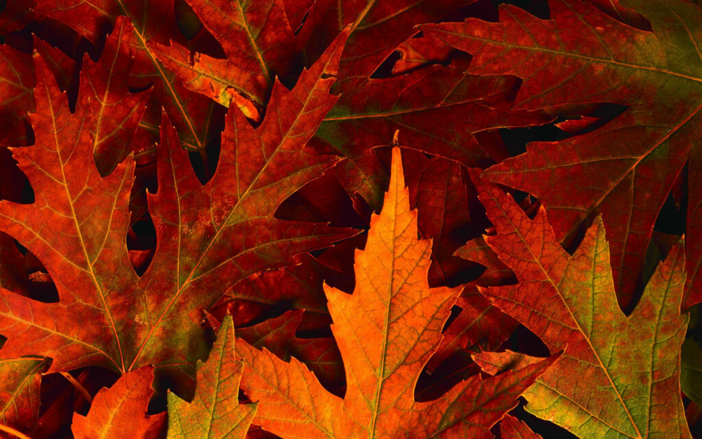 Nature's Vibrant Tapestry: A Macro Shot of Colorful Maple Leaves Crafting a Captivating Fall Desktop Background Wallpaper