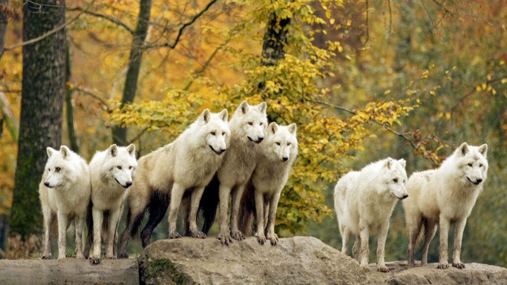 Majestic White Wolves on Rocks Amidst Autumn's Vibrant Foliage Wallpaper