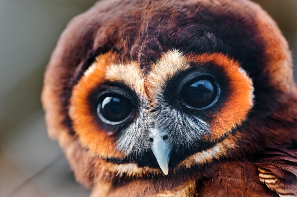 Captivating Baby Owl Wallpaper: Large Eyes & Delicate Feathers