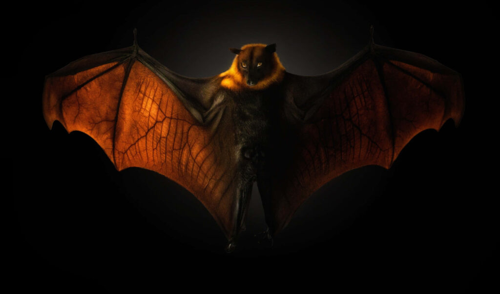 Stunning Bat Wallpaper: Intricate Wing Details on Dark Background