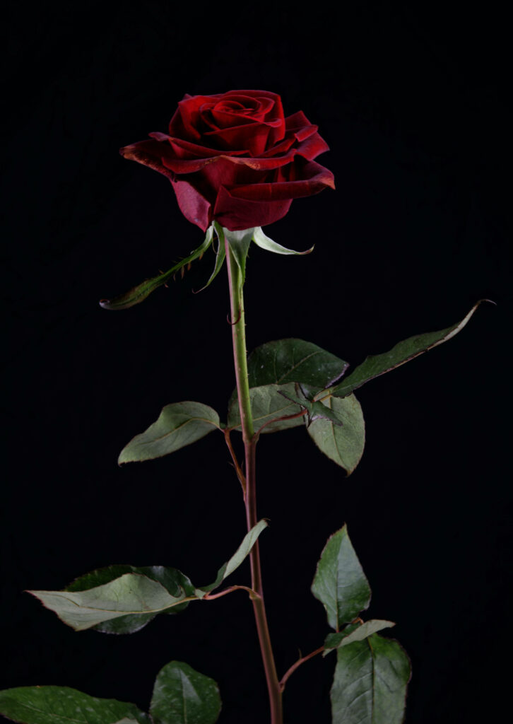 Deep Red Elegance: A Striking Rose Android Wallpaper for Floral Enthusiasts