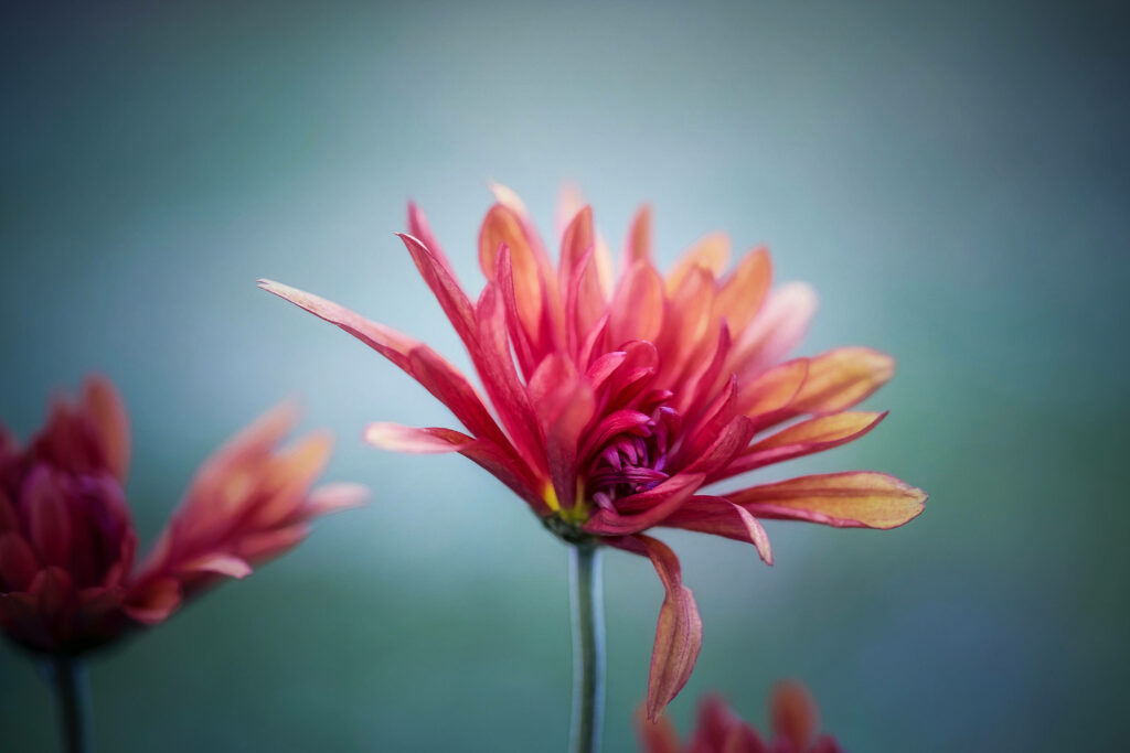 Scenic Beauty: A Captivating Close-up of a Vibrant Red Blossom Against a Delicate Floral Backdrop Wallpaper