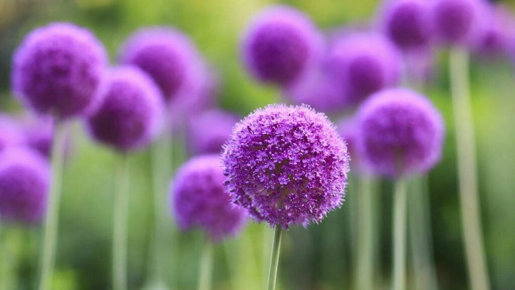 Botanical Beauty: Captivating Close-Up of a Majestic Purple Giant Allium in Full Bloom Wallpaper