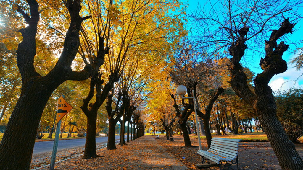 Tranquil Escape: Immersed in Nature's Splendor, a Majestic Wooden Bench Amidst Vibrant Autumn Foliage and Clear Blue Skies Creates a Breathtaking Garden Oasis Wallpaper