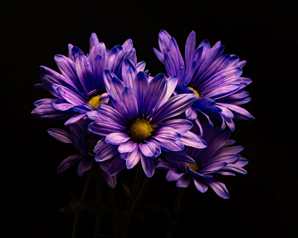 Captivating Purple Blossom Over a Black Canvas - Mesmerizing Floral Desktop Wallpaper