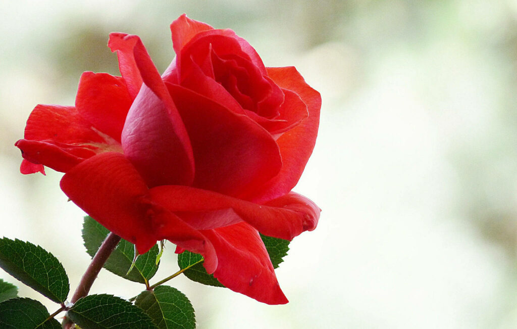 Captivating Crimson: The Vibrant Red Rose Wallpaper