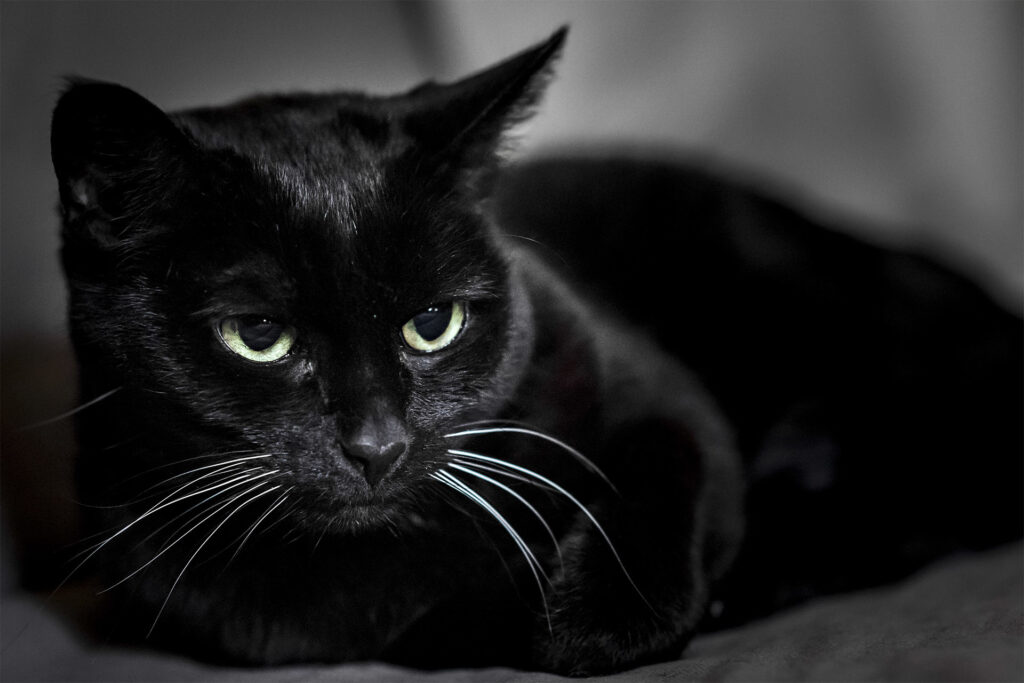 Captivating Black Cat Portrait with Piercing Green Eyes Background Wallpaper