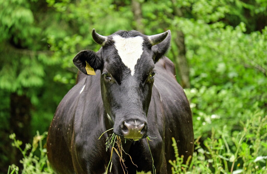 Majestic Herd: Graceful Black Cows Roaming on Lush Green Grass in Stunning HD Wallpaper