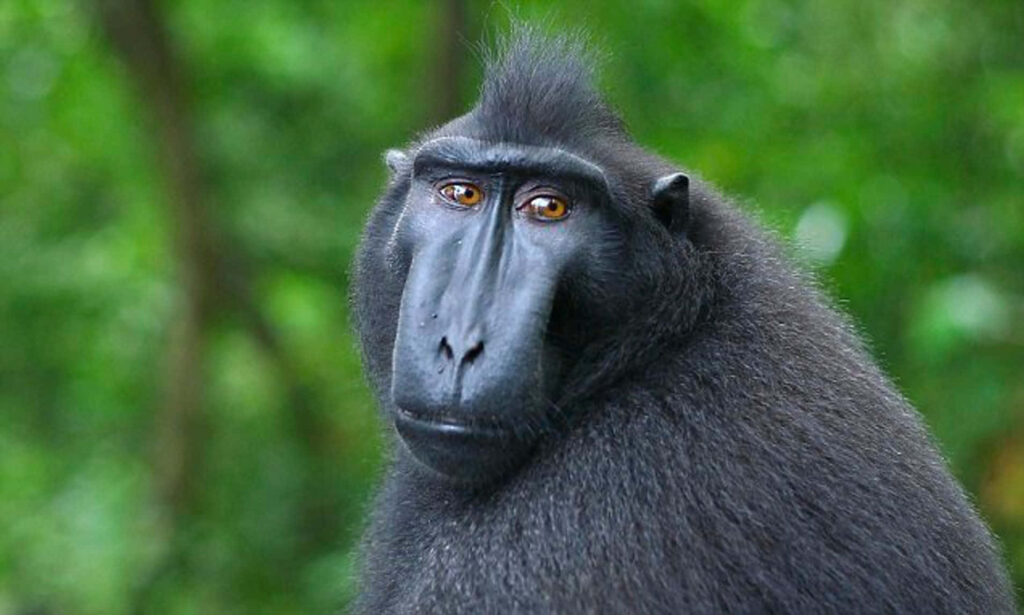 Striking Black Macaque in Lush Green Forest - Wildlife Wallpaper