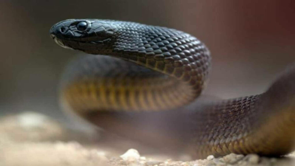 Striking Black Snake Wallpaper: Captivating Gaze & Intricate Patterns