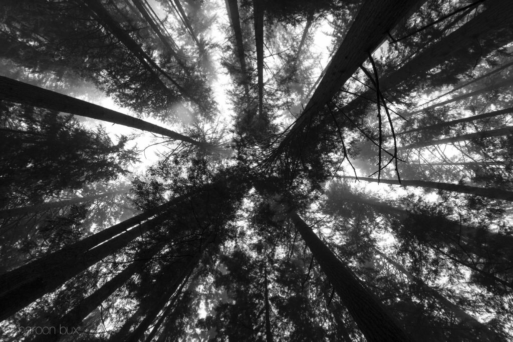 Black and White Forest Wallpaper: Towering Trees & Intricate Patterns