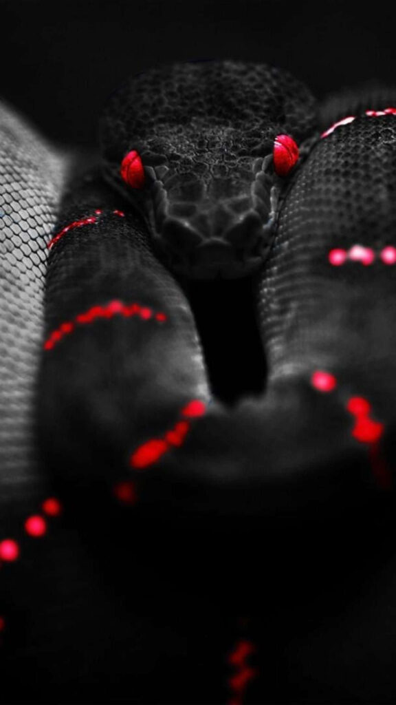 Captivating Black and Red Snake Wallpaper Background