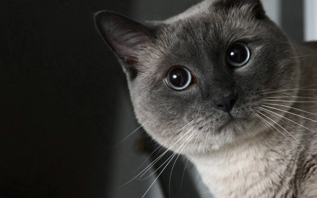 Captivating Black and White Cat Wallpaper - 1920x1200 Background